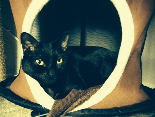 lestat cat 19.jpg