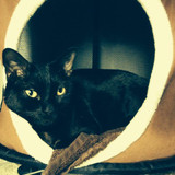lestat cat 19