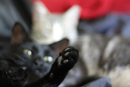lestat cat 10.jpg