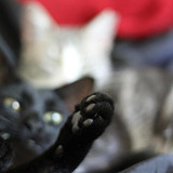 lestat cat 10