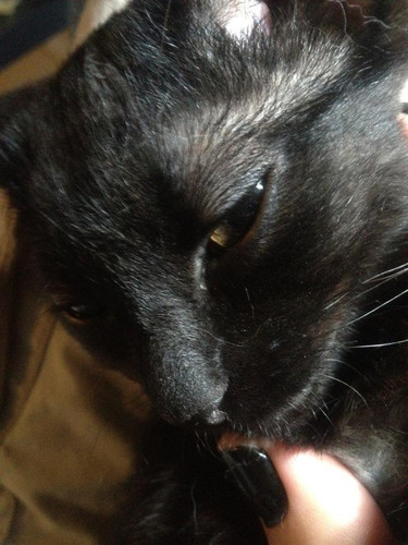 lestat cat 02.jpg