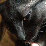 lestat cat 02