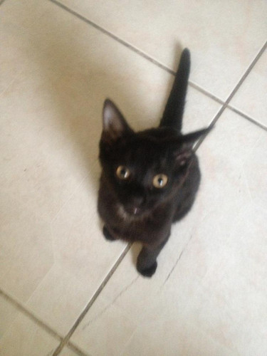 lestat cat 03.jpg