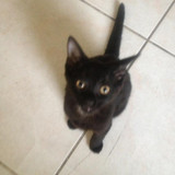 lestat cat 03