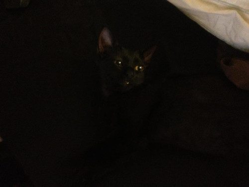 lestat cat 04.jpg