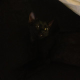 lestat cat 04
