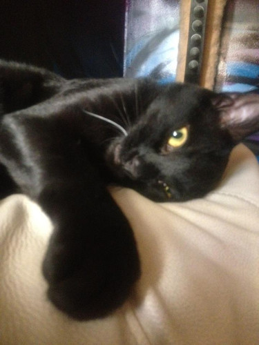 lestat cat 13.jpg