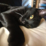 lestat cat 13