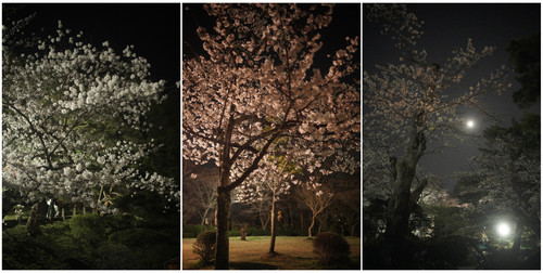 Sakura15.jpg