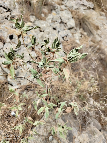 cistus albidus L. Java Blanca.jpg