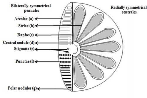 Diatom structure