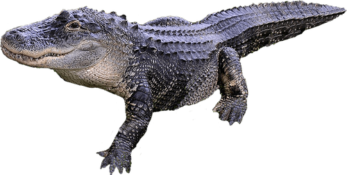 Alligator PNG Isolated Image