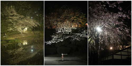 Sakura12.jpg