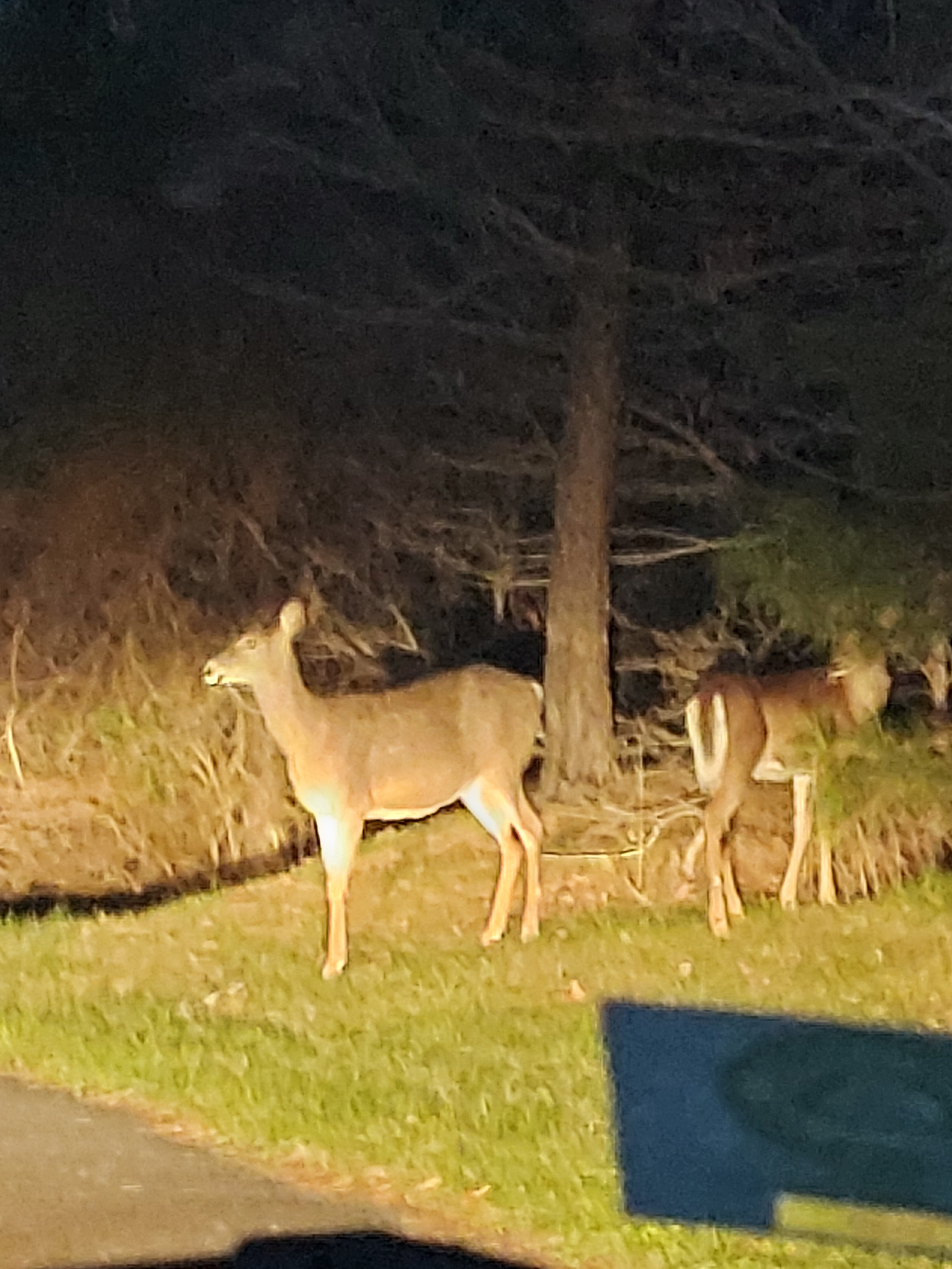 two real deer on the side of the road at night