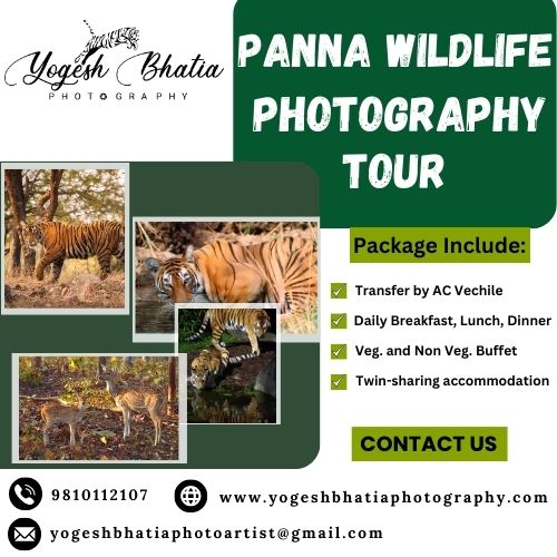 Panna Wildlife Photography Tour.jpg