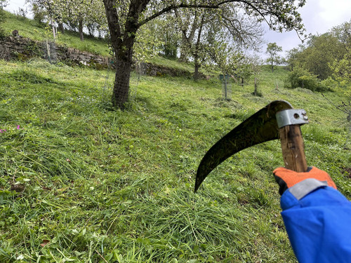 wiese.jpg
