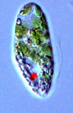 Euglena.gracilis.jpg