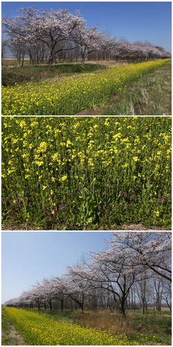 Sakura13.jpg