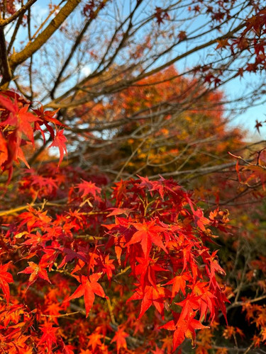 ed7c1e09 1478 43ce 9277 2f7de1ca9c8b.jpg