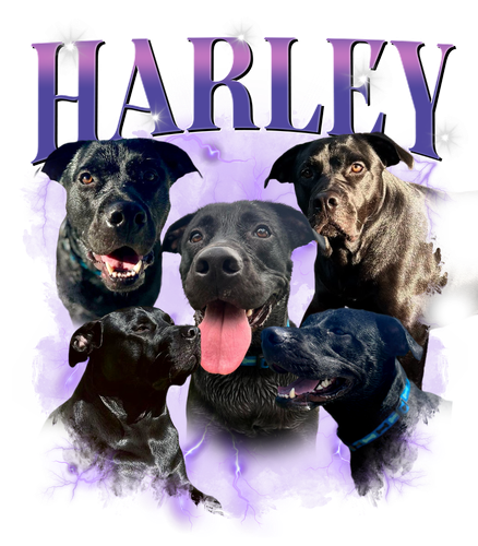 HARLEY 1.png