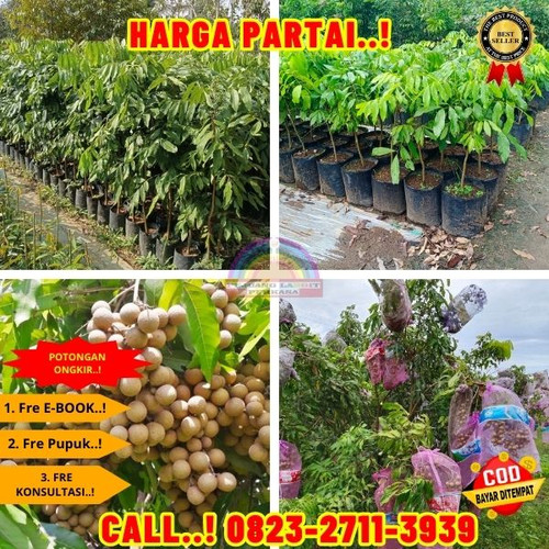 COD ! CALL: 0823-2711-3939 Jual Bibit Kelengkeng Terdekat Di Kebumen Buayan-Rogodono.jpg