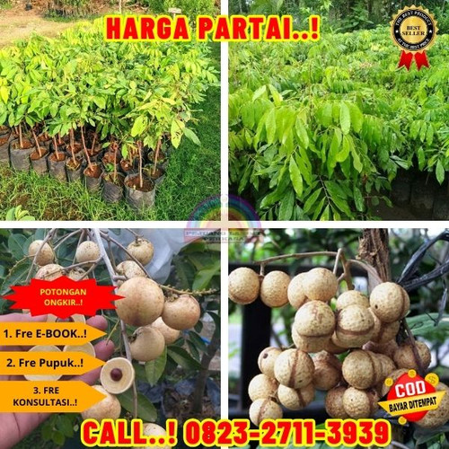 EKSLUSIF ! CALL: 0823-2711-3939 Jual Bibit Buah Kelengkeng Super Di Kebumen Buayan-Rangkah.jpg