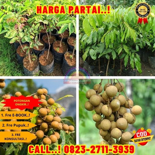 TERJANGKAU ! CALL: 0823-2711-3939 Jual Bibit Kelengkeng Terbaik Di Kebumen Buayan-Rogodadi.jpg