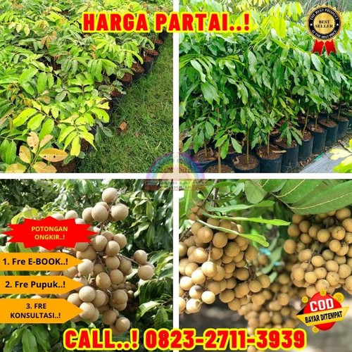 TERBATAS ! CALL: 0823-2711-3939 Jual Bibit Kelengkeng Trubus Di Kebumen Buayan-Semampir.jpg