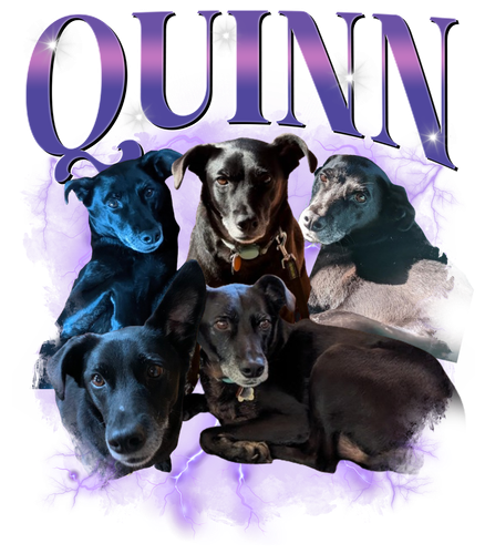 Quinn 2.png