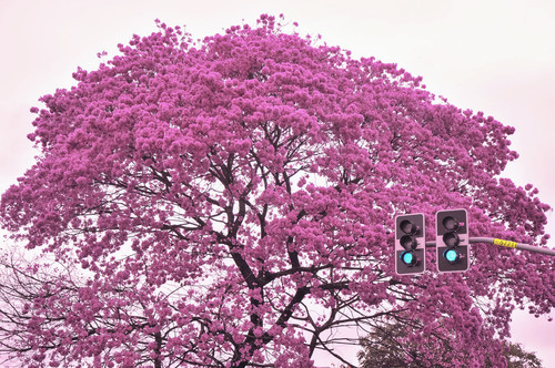 14870003585 a75d3a2e4a h.jpg