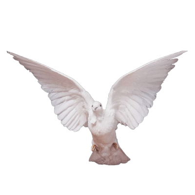 IMG 6651.png