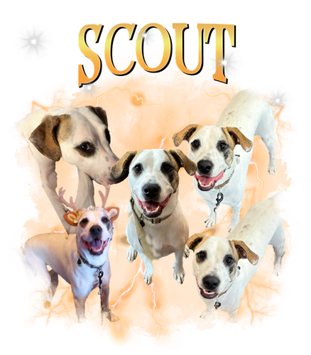 scout.png