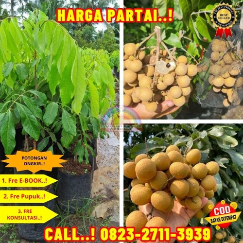 HARGA GROSIR ! CALL: 0823-2711-3939 Jual Bibit Kelengkeng Tanpa Biji Di Kebumen Buayan-Wonodadi.jpg