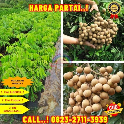 HARGA PENJUAL ! CALL: 0823-2711-3939 Jual Bibit Tanaman Kelengkeng Di Kebumen Buluspesantren-Ampih.jpg