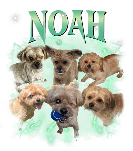 noah.png