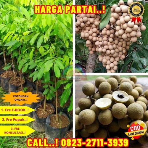 POTONGAN GILA ! CALL: 0823-2711-3939 Jual Bibit Kelengkeng Unggulan Di Kebumen Buluspesantren-Banjur.jpg
