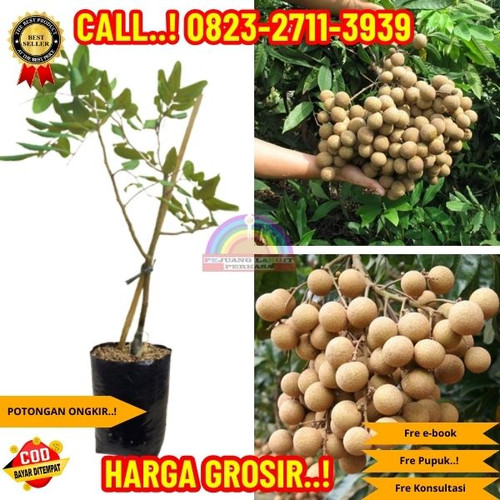 TERJANGKAU ! CALL: 0823-2711-3939 Jual Bibit Kelengkeng New Kristal Di Kebumen Buluspesantren-Brecon.jpg