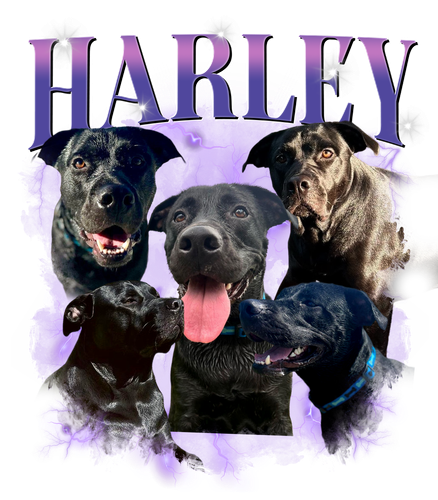 HARLEY.png