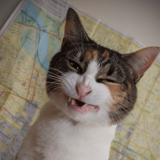 lol savage cat.png