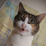 lol savage cat copy.png