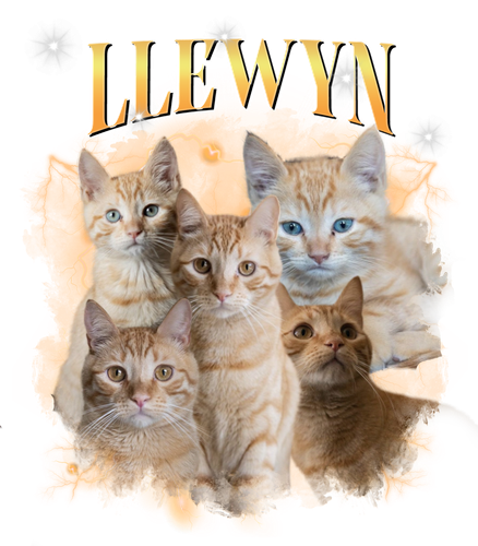 LLEWYN.png