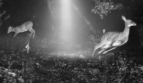 trailcam 04102013.jpg