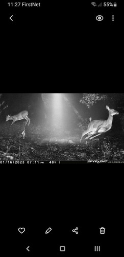 trailcam 04102013