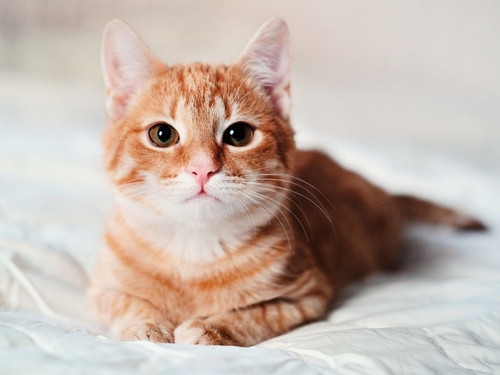 beautiful smooth haired red cat lies on the sofa royalty free image 1678488026.jpg