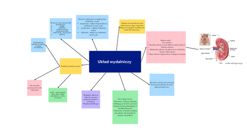 układ wydalniczy (1).png