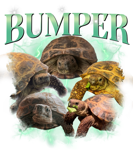 Bumper.png