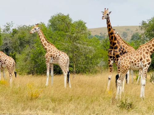 East Africa Safari with Engagi Safaris.jpg