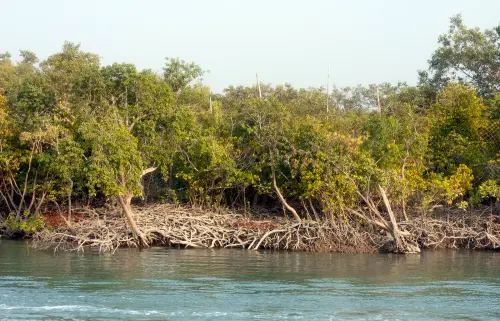trees Sundarbans