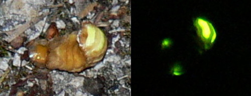 Lampyris noctiluca luciole.jpg