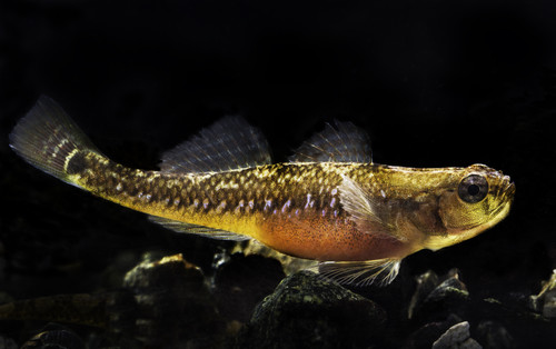 The two spotted goby %28Gobiusculus flavescens%29 tangkutling.jpg